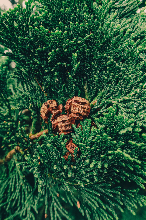 Close-up of brown cypress cones surrounded by dense, dark green foliage
https://www.flickr.com/photos/ztec/53917953132/