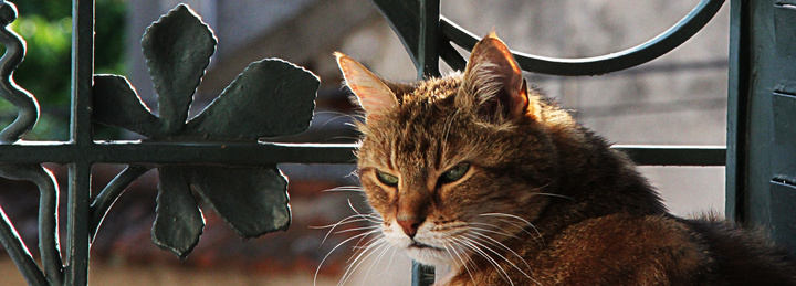 no description
https://www.flickr.com/photos/ztec/8443137604/
Albums: Nature