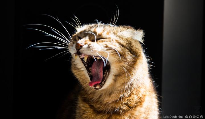 Feel the power of teeth ...
https://www.flickr.com/photos/ztec/9118545905/
Albums: Nature
