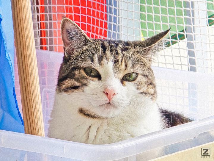 Cat looking at the camera