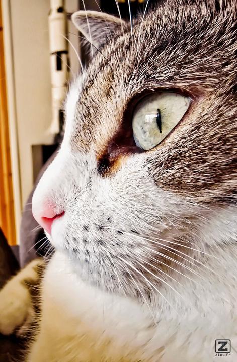 A closeup of a cat's profile
