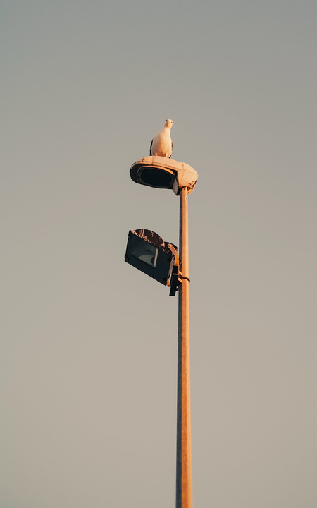 A seagull &quot;watching&quot; at the camera from the top of a pole light
https://www.flickr.com/photos/ztec/53229726335/