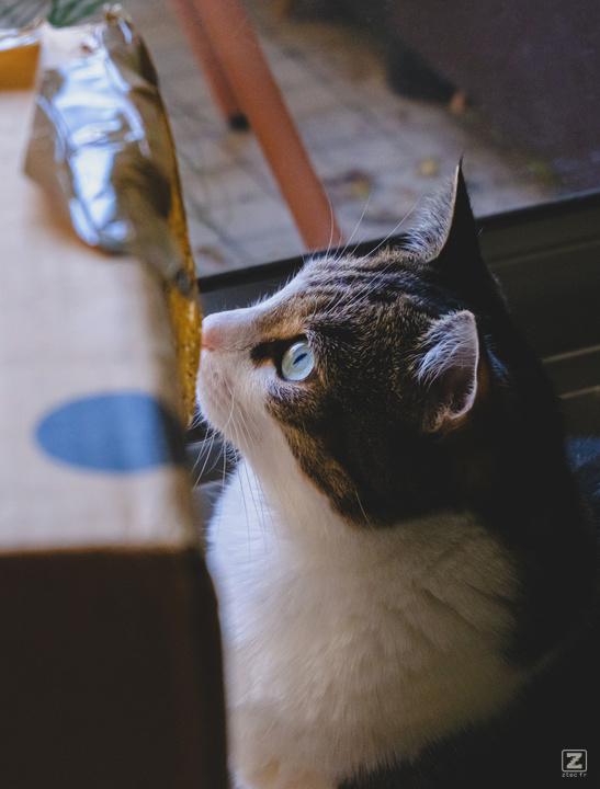 A cat looking interested in something