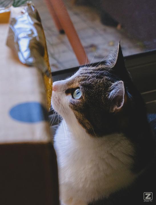 A cat looking interested in something