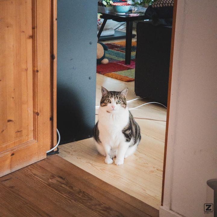 A cat siting in the middle of the frame looking at the camera