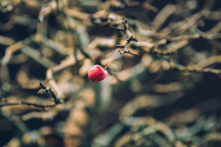 A (little) apple on a tree. It is a Bonsai and the apple is really small 