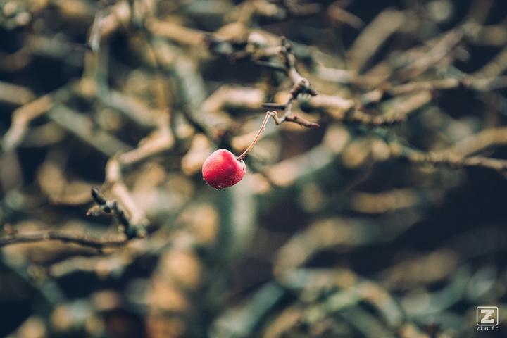 A (little) apple on a tree. It is a Bonsai and the apple is really small