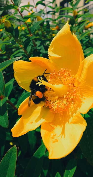 A big bee on a yellow flower
https://www.flickr.com/photos/ztec/54640167091/
