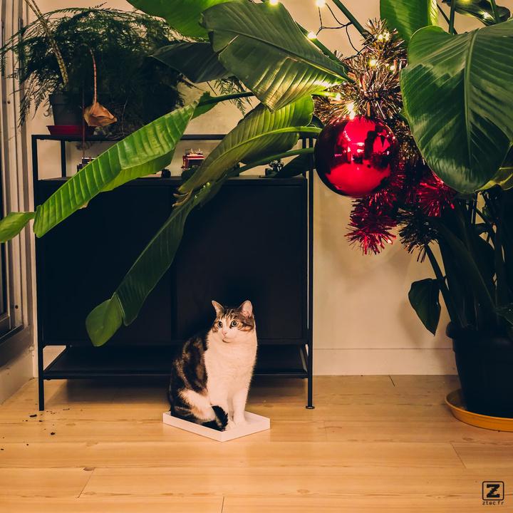A cat in a box under a Palm tree with Christmas decorations 
