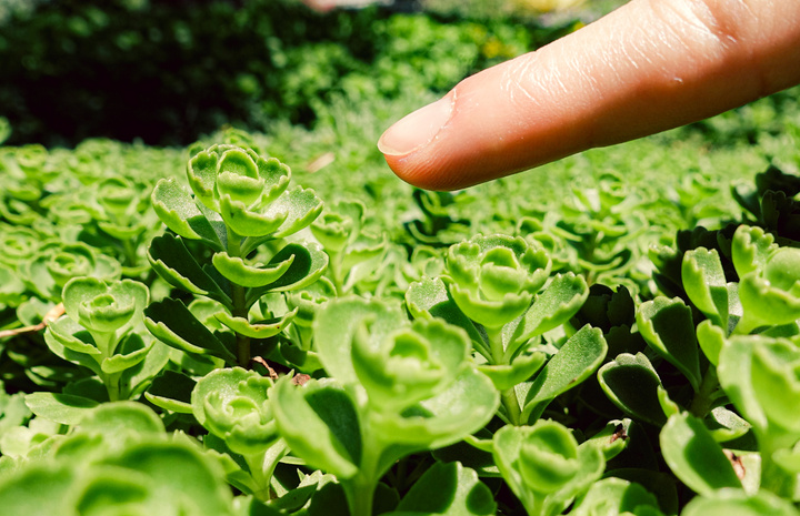 Closeup of a finger pointing at one plant in a field of the same plant. 
https://www.flickr.com/photos/ztec/53132575216/