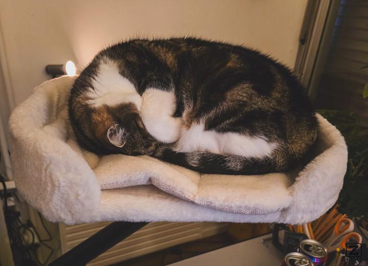 Martine is sleeping on it's cat bet on the desk