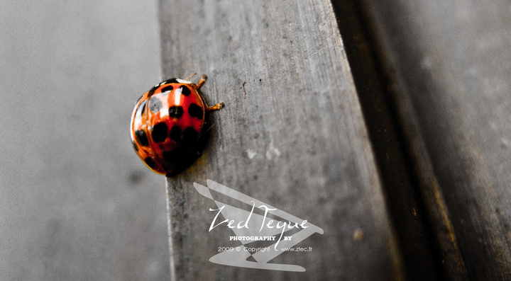 no description
https://www.flickr.com/photos/ztec/8433226853/
Albums: Things