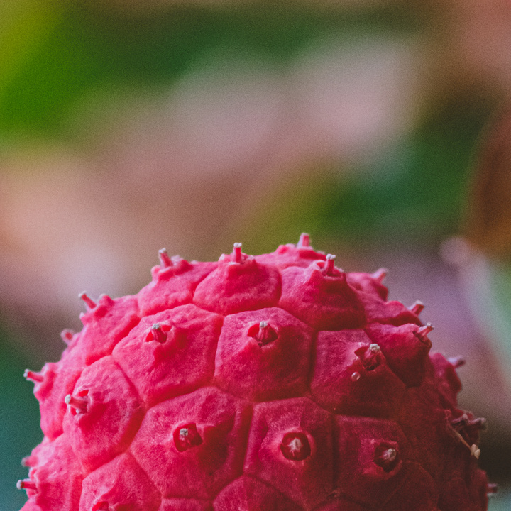 A big alien fruit. Red