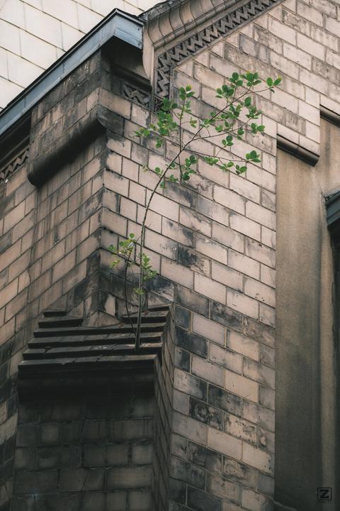 A tree sprouted and grew on the roof of a church