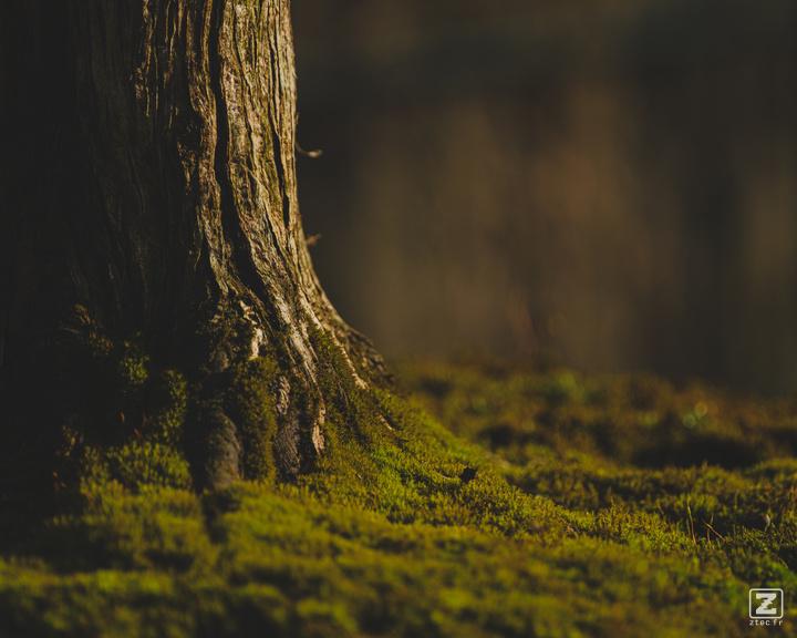 Closeup of a Bonsai