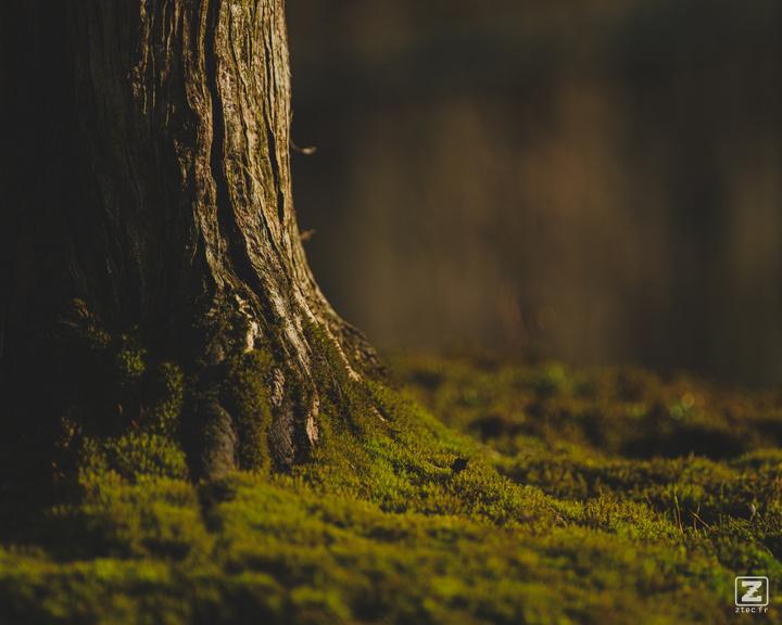 Closeup of a Bonsai