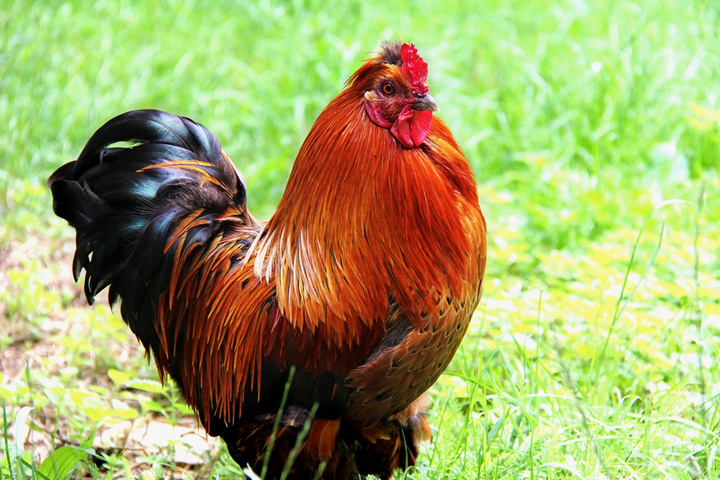 no description
https://www.flickr.com/photos/ztec/8434279500/
Albums: Nature