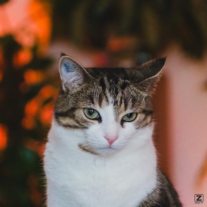 Cat uninterested by the photographer. I shame I know!