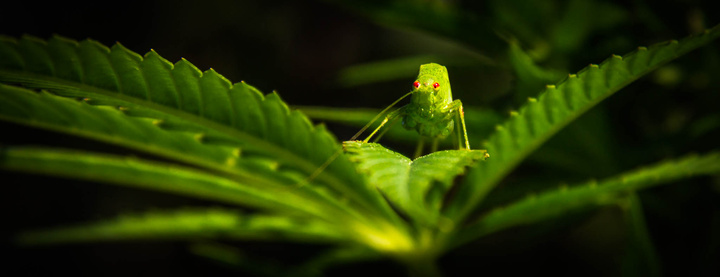 no description
https://www.flickr.com/photos/ztec/21133728744/