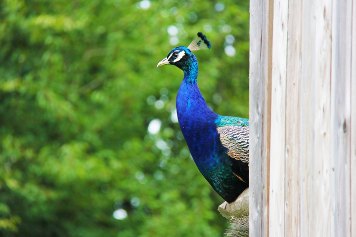 no description
https://www.flickr.com/photos/ztec/8433192433/
Albums: Nature