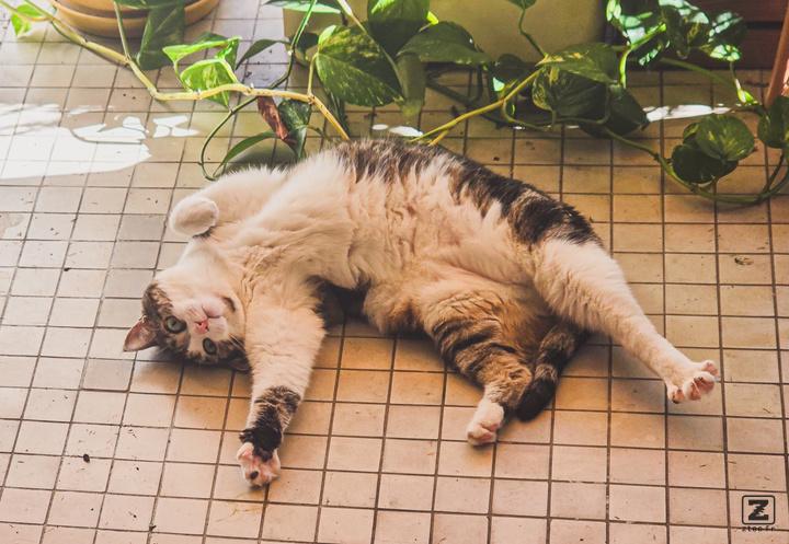 Martine is laying on the floor asking for belly rug. Don't try, she will bite!