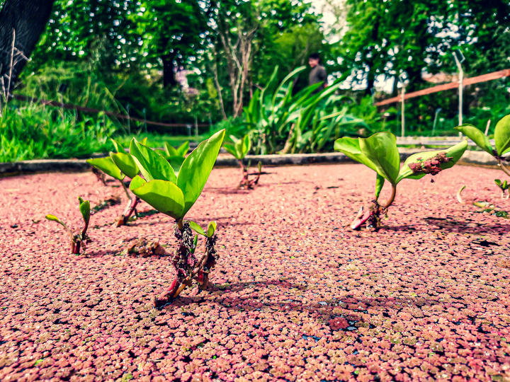 closeup view of small plants in water. There is red-ish spores/plants on the water and the view look like a deserts with trees