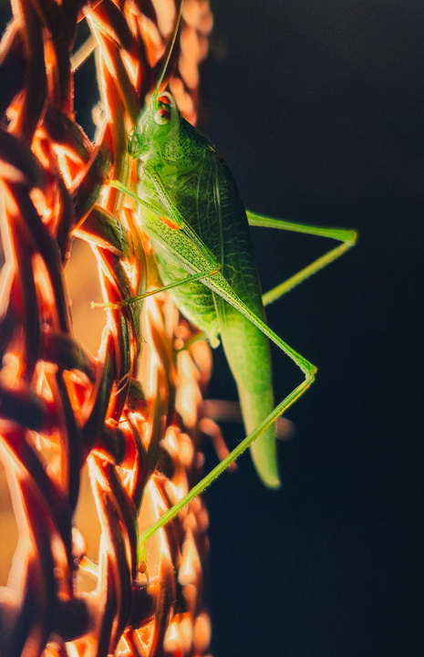 A grasshoper lost on my lighting fixture
https://www.flickr.com/photos/ztec/54686930461/