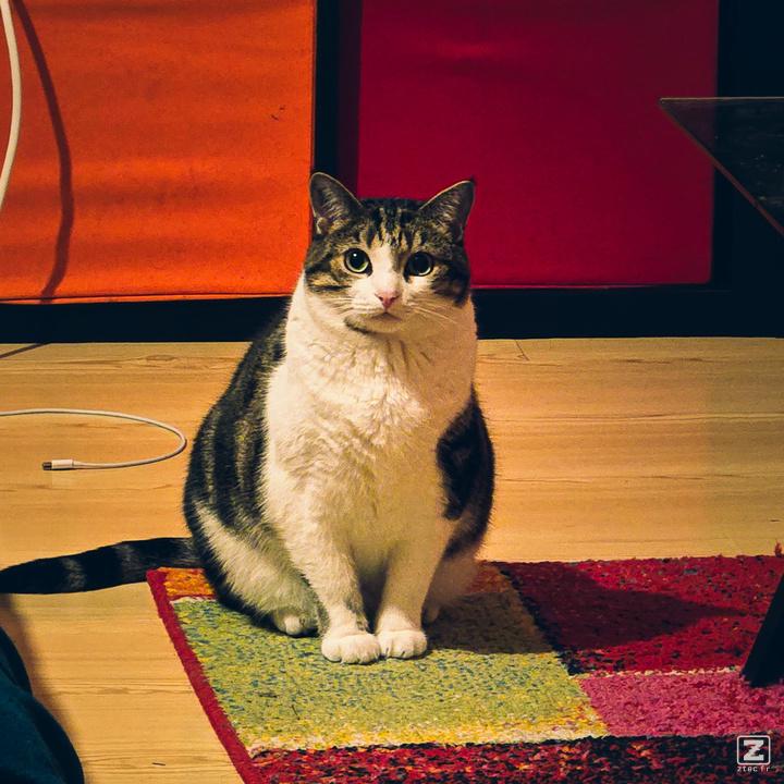 A cat looking at the camera from afar.