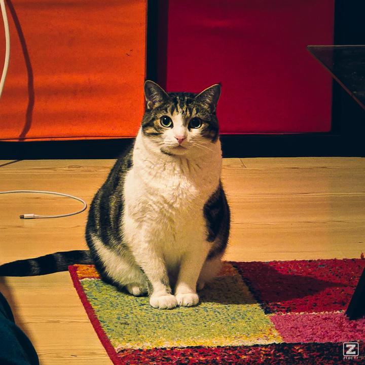 A cat looking at the camera from afar.