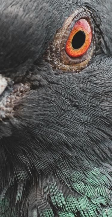 A close-up of a pigeon