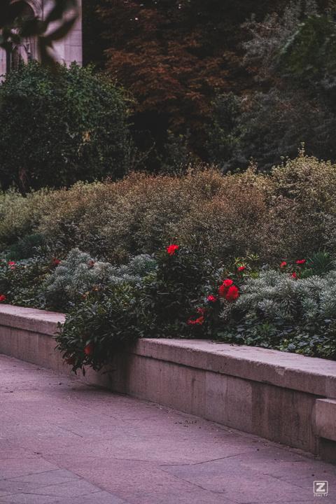 Flowers and plant outgrow their designated area