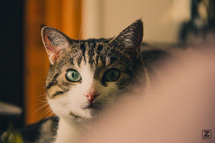 Cat looking at the camera from afar