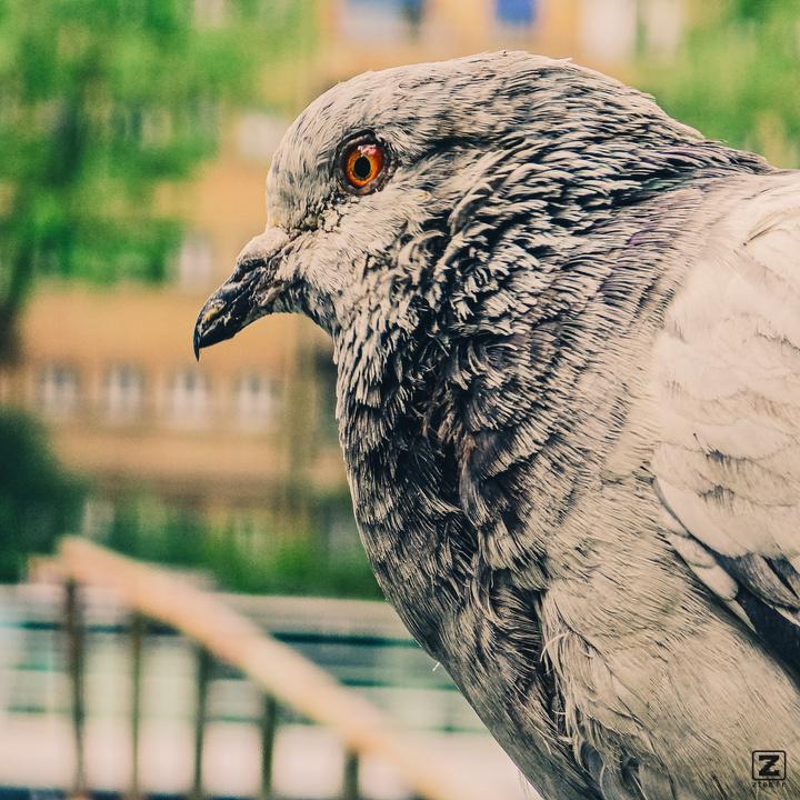 A pigeon with a red eye