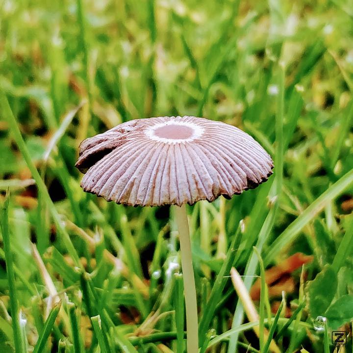 no description
https://www.flickr.com/photos/ztec/26956745619/