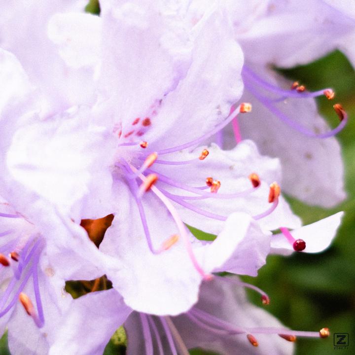 Purple flower closeup