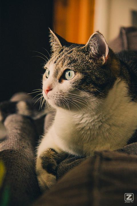 Cat profile. She's looking interested in something