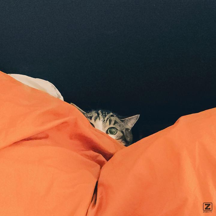 Cat in disguise 