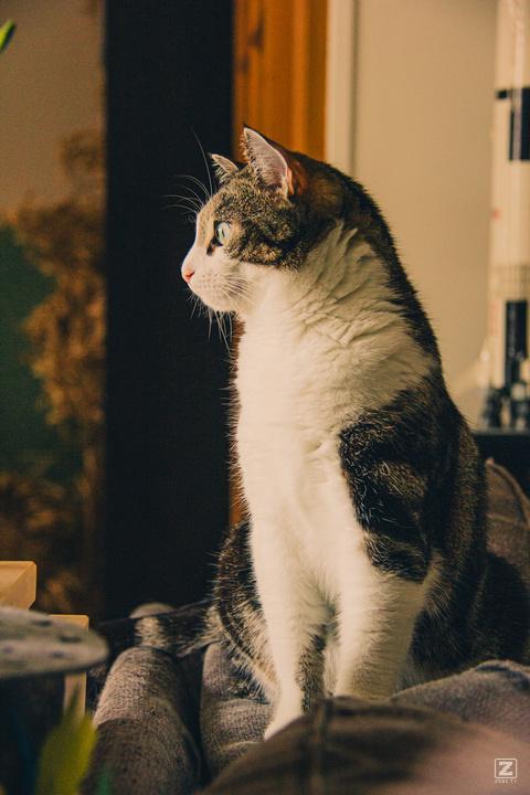 Cat looking afar