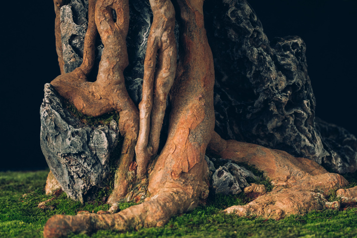 Base of a Bonsaï with rock intertwined with rocks 