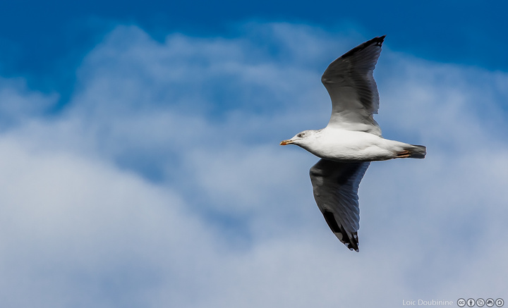 no description
https://www.flickr.com/photos/ztec/10546663704/