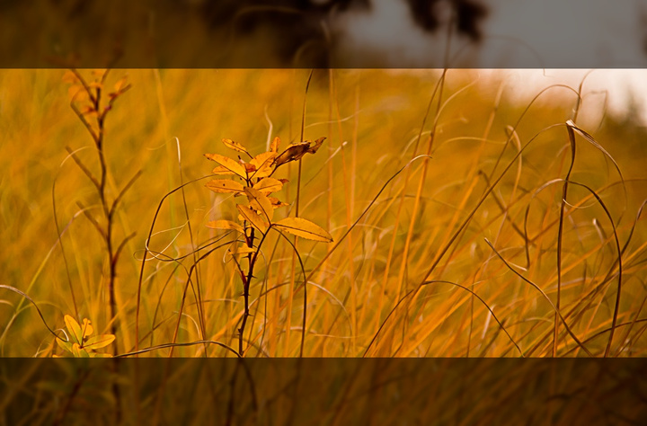 no description
https://www.flickr.com/photos/ztec/8433232529/
Albums: Nature