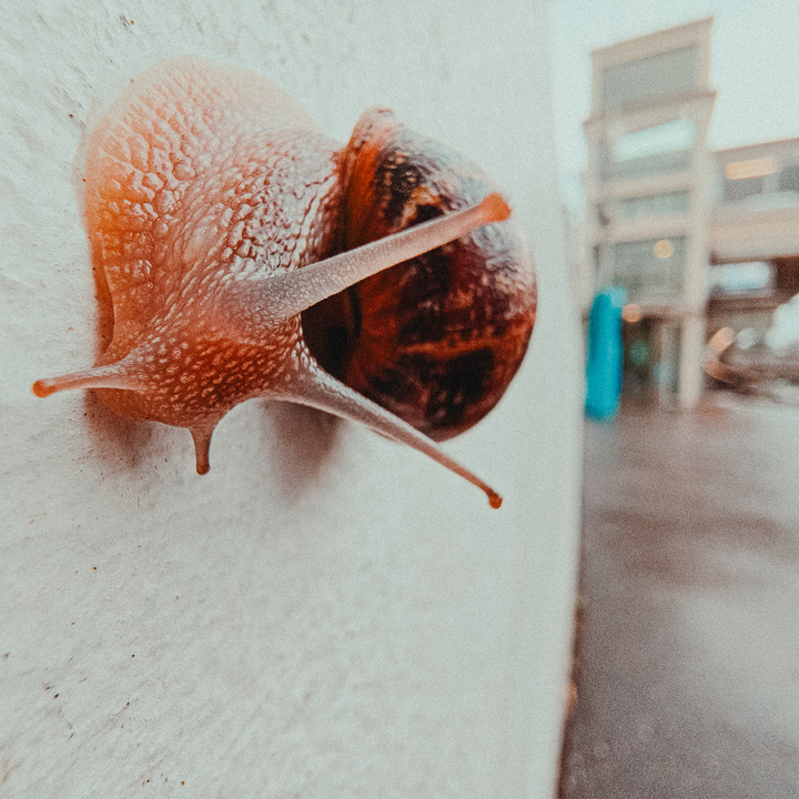 A snail cruising on a wall
https://www.flickr.com/photos/ztec/53978631636/