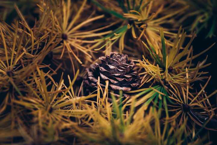 A bonsai pine code in the middle of thorns