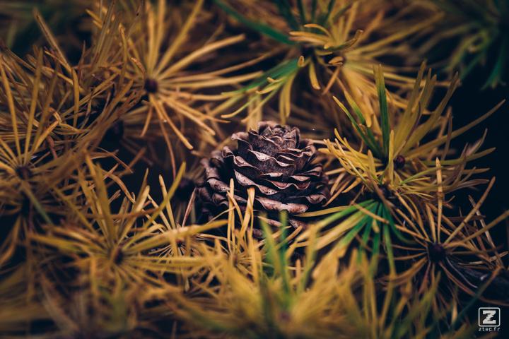 A bonsai pine code in the middle of thorns