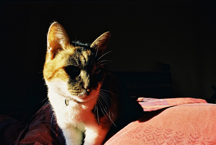 Vishnu
https://www.flickr.com/photos/ztec/8433230813/
Albums: Nature