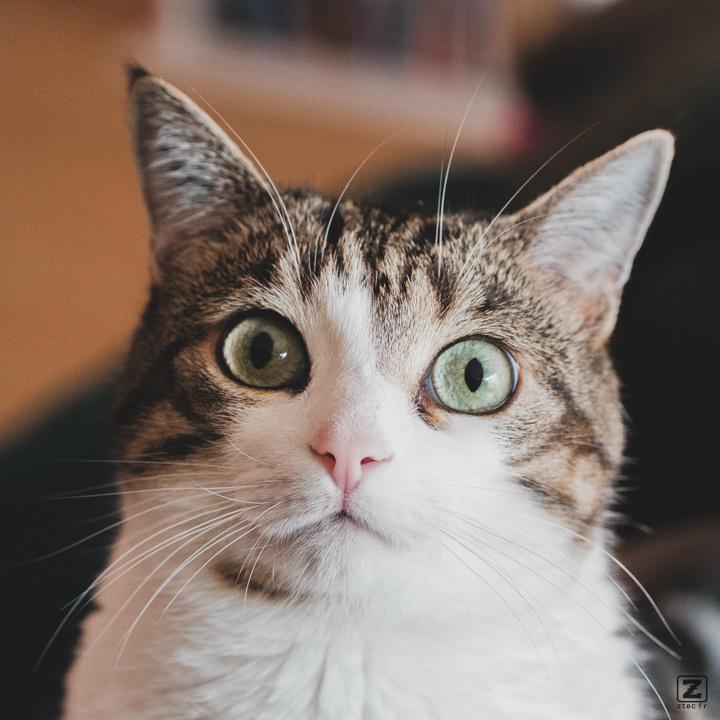 A cat looking at the camera with an astonished attitude. Big eyes, small pupils. 
