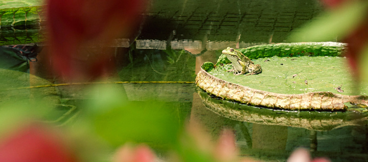 frog on a nenuphar
https://www.flickr.com/photos/ztec/53133057873/