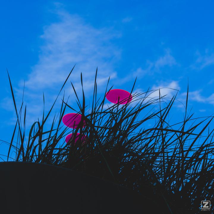 3 red semi-transparent disk in grass looking like poppy