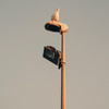 A seagull "watching" at the camera from the top of a pole light
https://www.flickr.com/photos/ztec/53229726335/