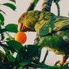 A budgerigar eating an orange fruit